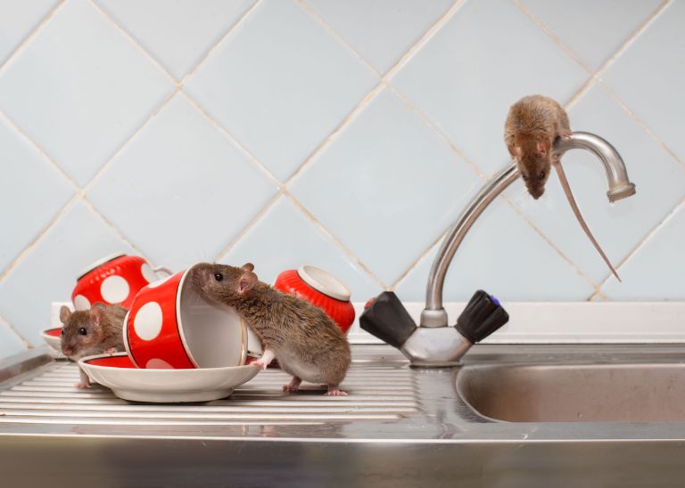 Pest-Control-Mice-Rats